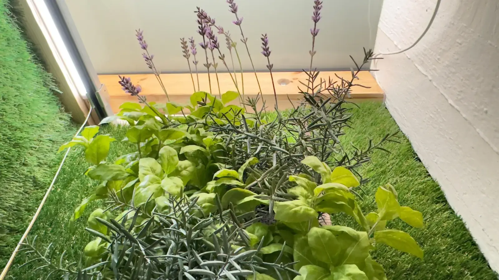 Greenhouse – Detail: Lavendel, Basilikum und Rosmarin im Greenhouse – natürliche Elemente für entspannte Atmosphäre