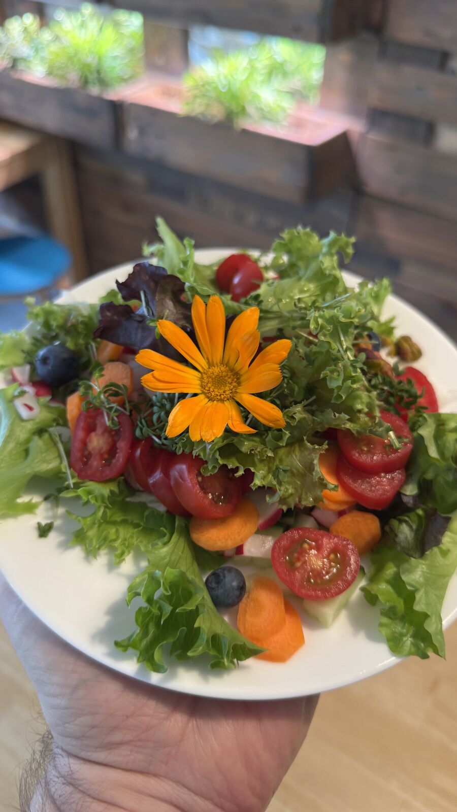 Bunter Salat mit Blattsalat, Tomaten, Möhren, Radieschen und essbarer Blüte auf weißem Teller.