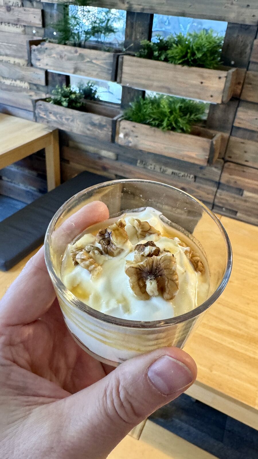 Dessert im Glas mit Joghurt, Walnüssen und Honig vor Pflanzen an einer Holzwand.