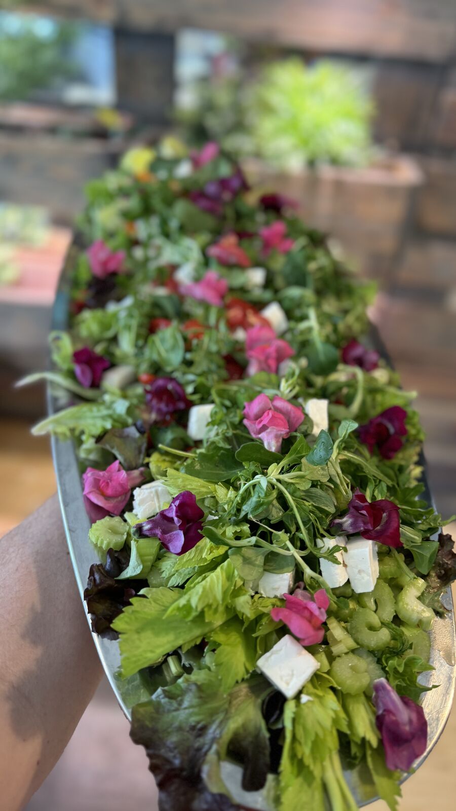 Bunter Blattsalat mit Feta, Staudensellerie und essbaren Blüten